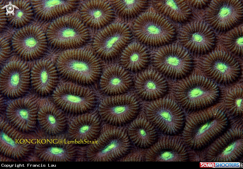 A Surface of a Hard Coral