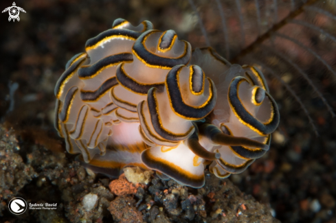 A Donut Nudibranch