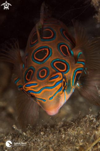 A Synchiropus picturatus | Picturesque Dragonet