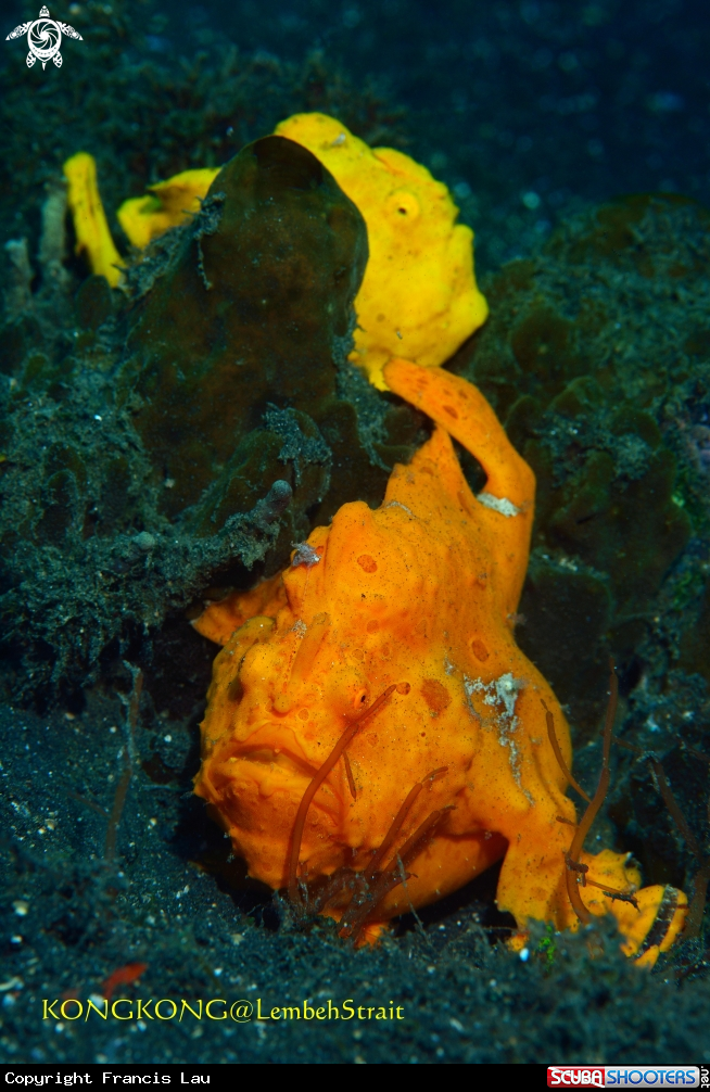 A Giant Frogfishes