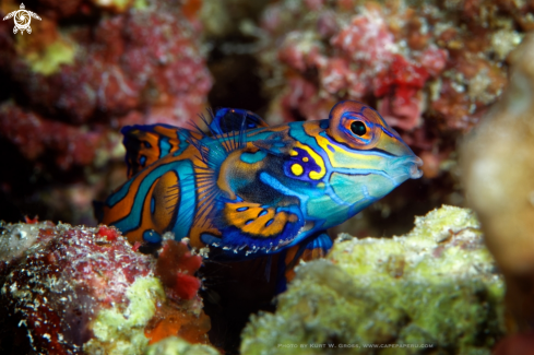 A Synchiropus splendidus | Mandarinfish, Dragonet