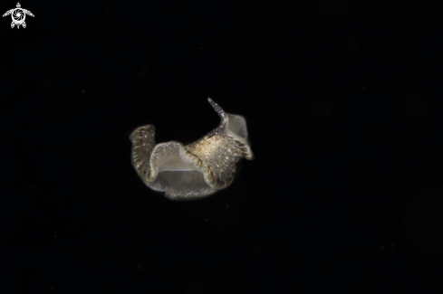 A platelminto in larval phase 