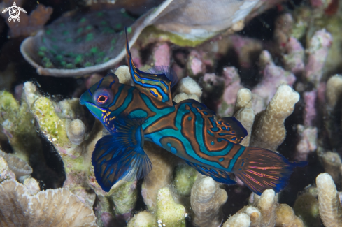 A Synchiropus splendidus | Mandarin Fish