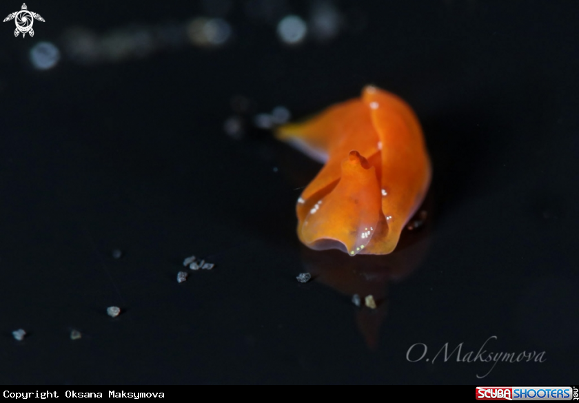 A  Batwing sea slug