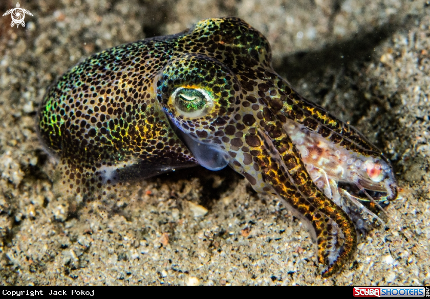 A Bob-tailed squid