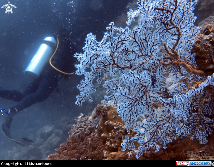 A sea fan coral