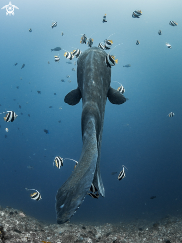 A Mola alexandrini | Bump-Head Sunfish