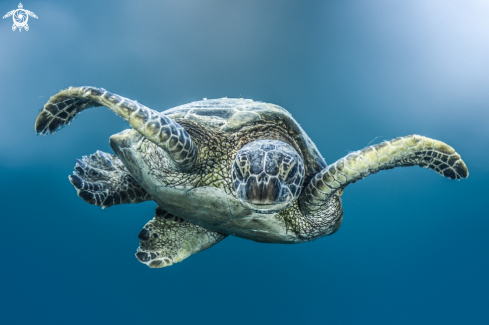 A Chelonia mydas | Green sea Turtle