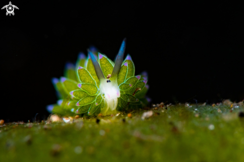 A Costasiella sp. | Leaf-sheep Nudibranch