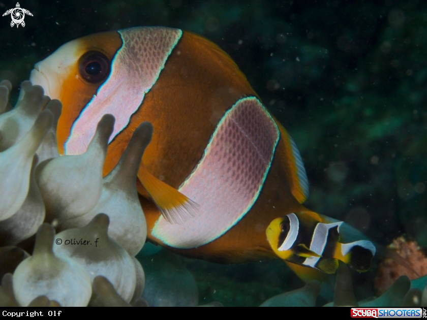 A Madagascar clownfish 