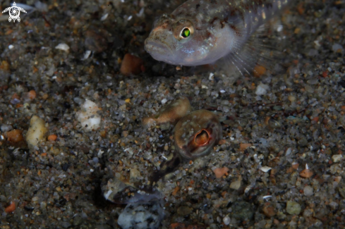 A Goby on Dragonet