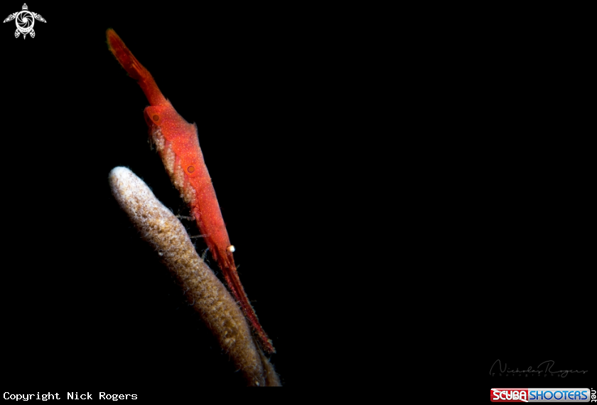 A Sawblade shrimp