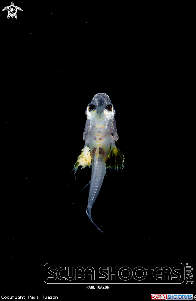 A Scorpion Fish
