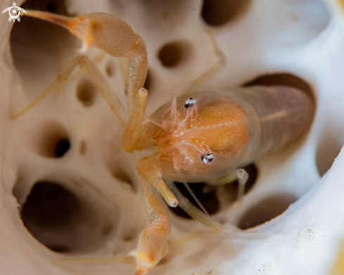 A Thaumastocaris streptopus, | Tunicate shrimp
