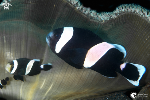 A Amphiprion polymnus | Saddleback Clownfish