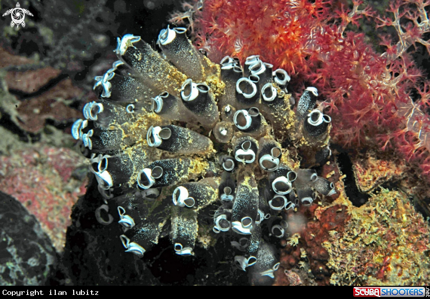 A Tunicates