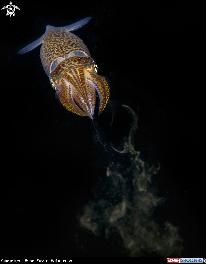 A European Common squid