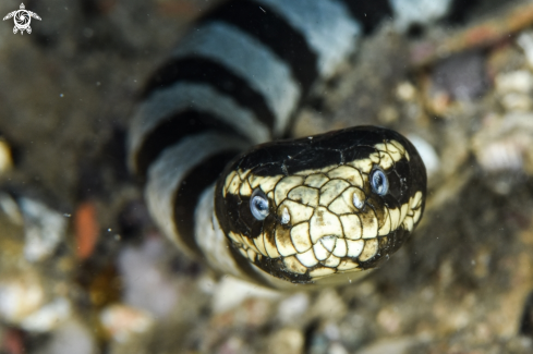 A Laticauda colubrina | Banded sea Krait
