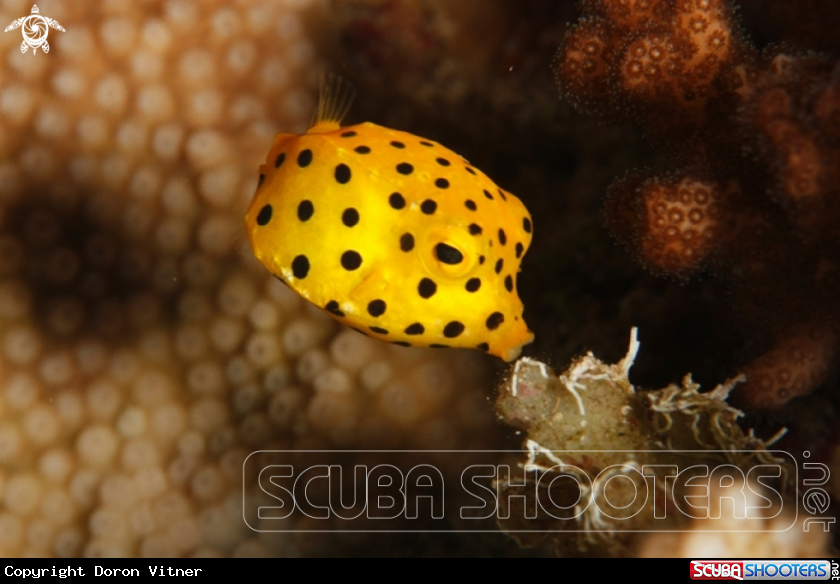A Yellow Boxfish