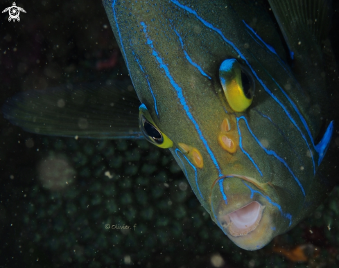 A Pomacanthus semicirculatus  | Semicircle angelfish 