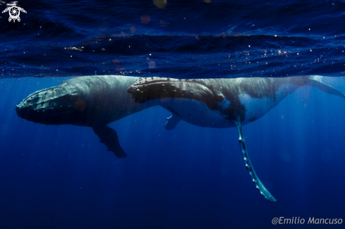A Megaptera novaeangliae | Humpback whale