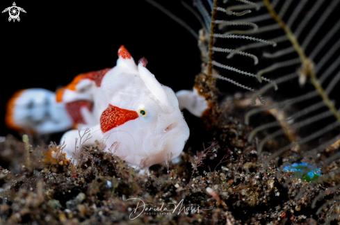 A Antennarius maculatus | Clown Frogfish (Juvenile)