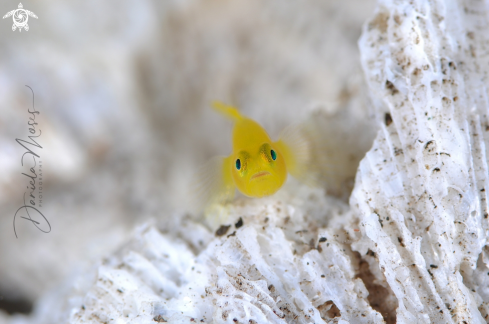 A Lubricogobius exiguus | Yellow Pygmy-Goby