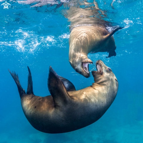A Manta Birostris | California Sea Lion