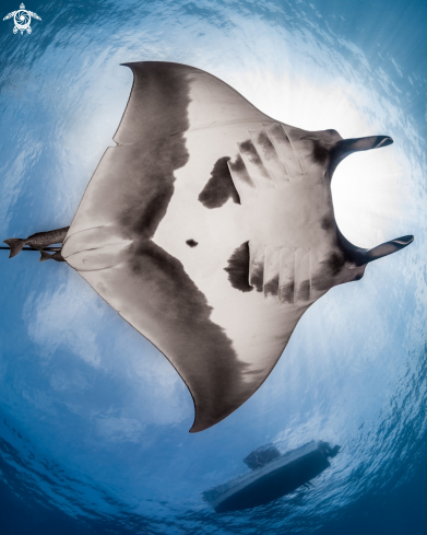 A Giant Pacific Manta Ray