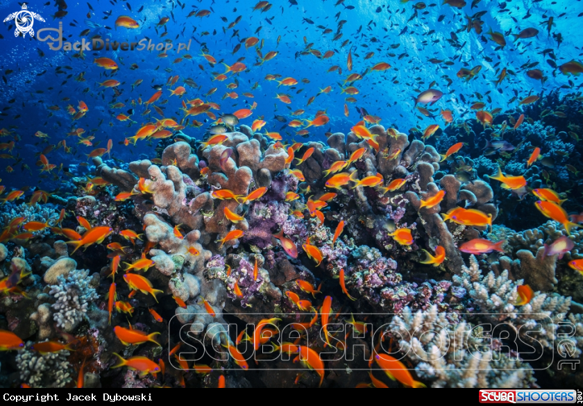 A Red Sea 05