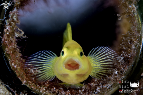 A Yellow Goby | Yellow Goby