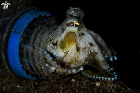 A Amphioctopus marginatus | Coconut octopus