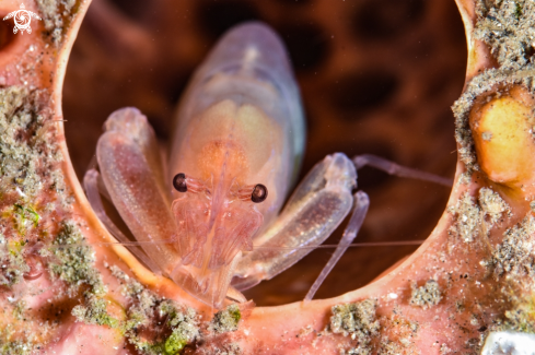 A Thaumastocaris streptopus, | Tunicate shrimp