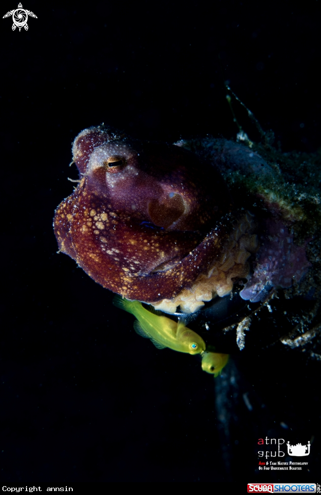 A Octopus with Yellow Goby