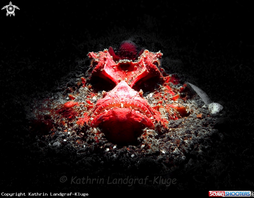A Red Devil Scorpionfish