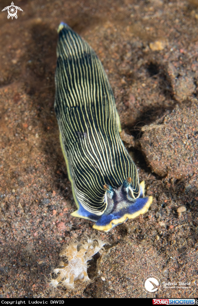 A Scott's Armina Nudibranch