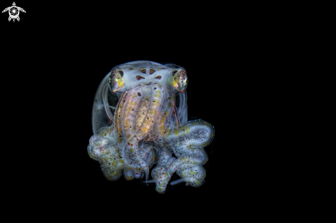 A Wunderpus photogenicusin  juvenile larval phase  | wonderpus octopus 