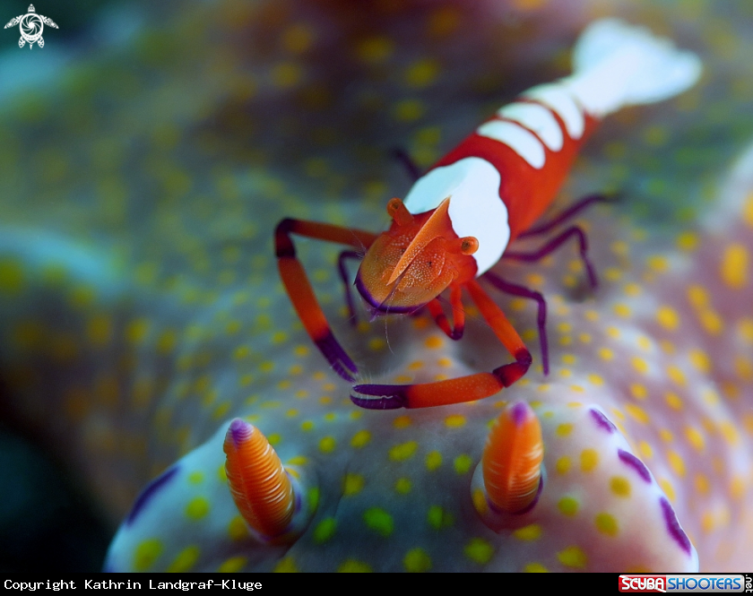 A Nudibranch with Emperor Shrimp
