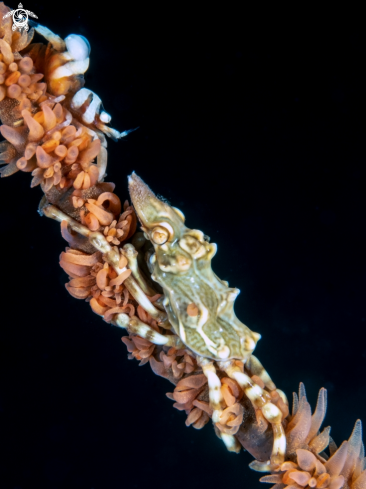 A Zenocarcinus tuberculatus & Pontonides ankeri | Zeno Crab & Anker's Whip Coral Shrimp