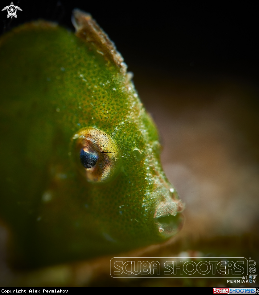 A Juvenile filefish