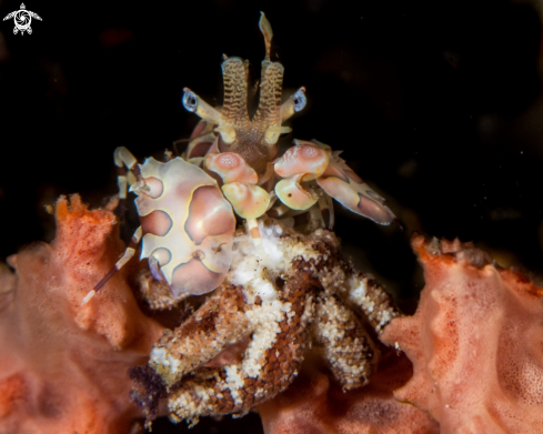 A Hymenocera picta, | Harlequin shrimp