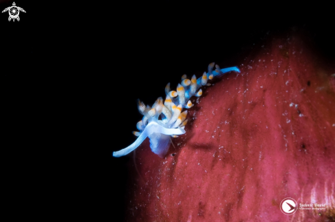 A Samla bicolor | Bicolor Flabellina Nudibranch