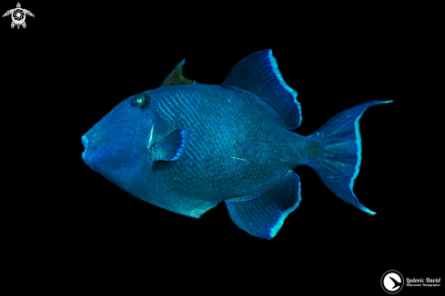 A Pseudobalistes fuscus | Blue Triggerfish