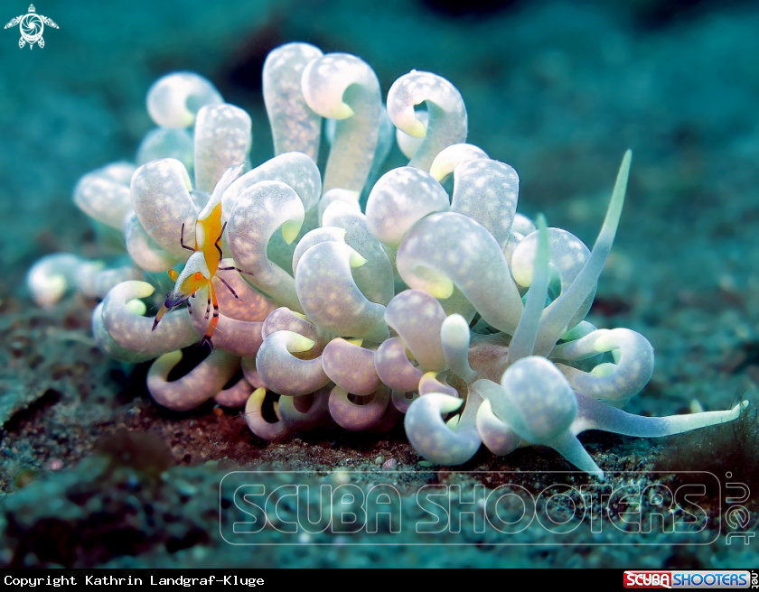 A Emperor Shrimp on Phyllodesmium Nudibranch