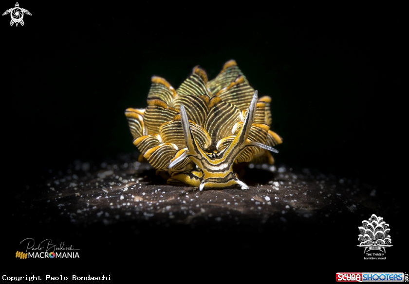 A Tiger butterfly sea slug