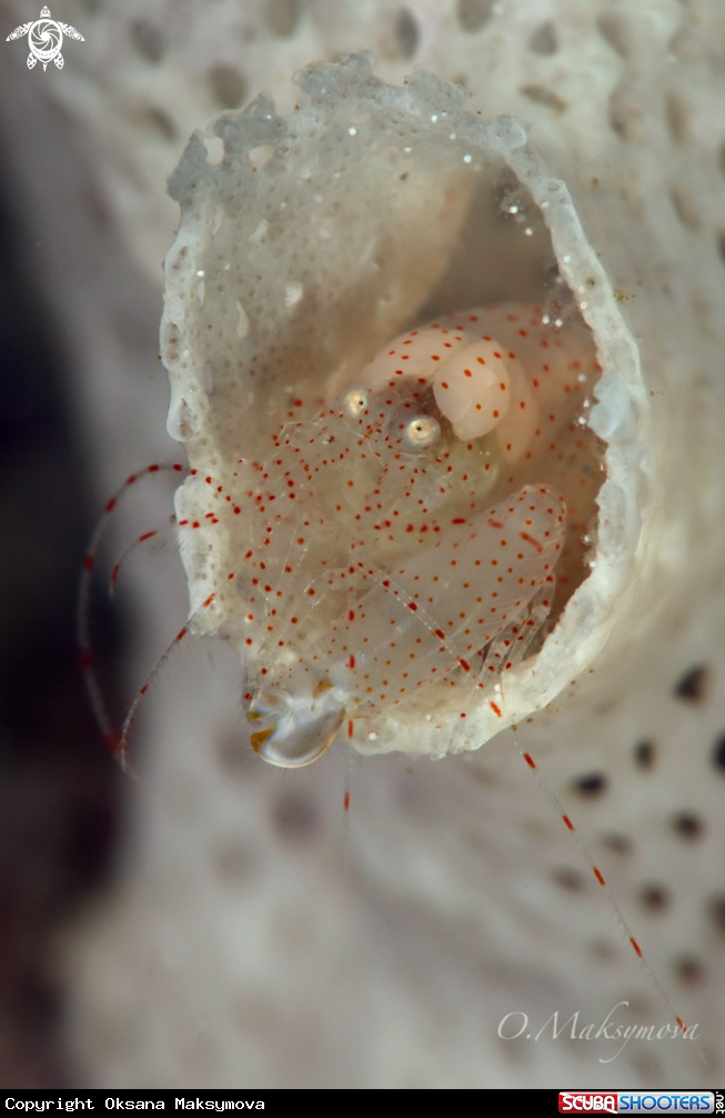 A Bryozoan Snapping Shrimp