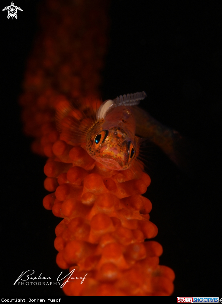 A Whip Coral Goby