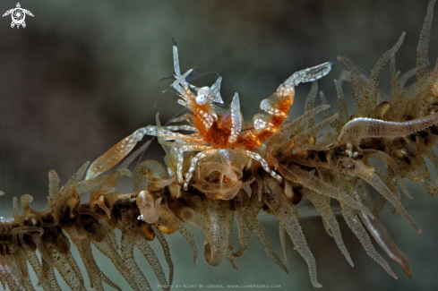 A Dasycaris zanzibarica | Shrimp