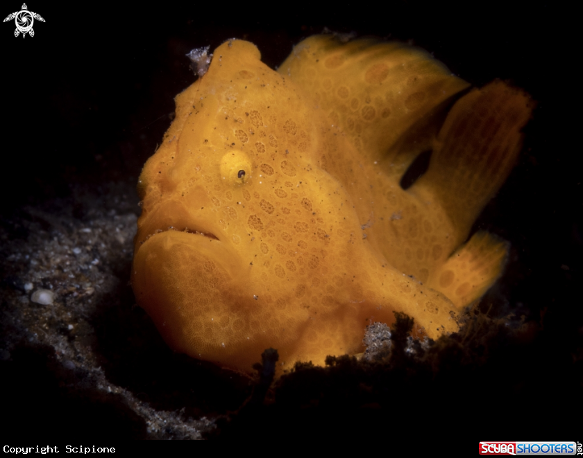 A yellow frogfish