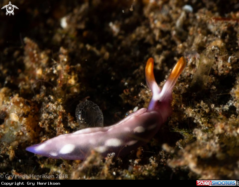 A Nudibranch on tour